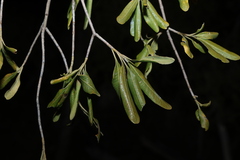 Flindersia maculosa, photograph (c) Greg Tasney, some rights reserved (CC BY-SA)