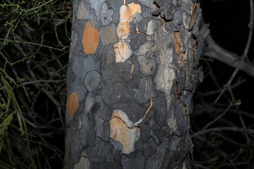 Flindersia maculosa, photograph 3