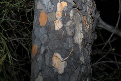 Flindersia maculosa, photograph (c) Greg Tasney, some rights reserved (CC BY-SA)
