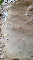 Phellinus laevigatus