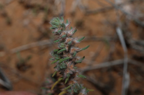Sclerolaena lanicuspis, 2026-08-23