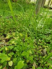 Carex digitalis