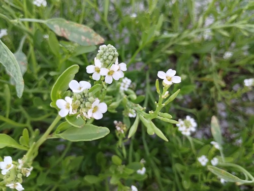 Cakile lanceolata, photograph 6