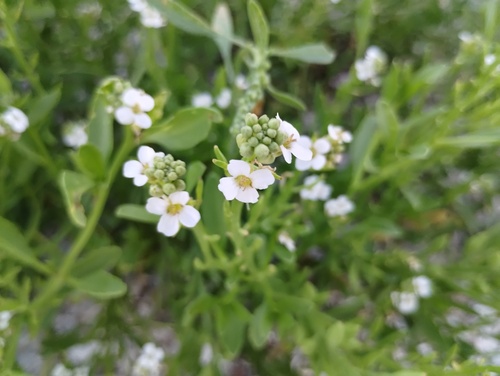 Cakile lanceolata, photograph 4
