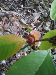 Contarinia cerasiserotinae