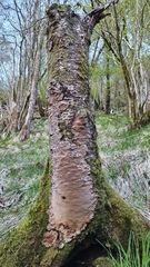 Phellinus laevigatus