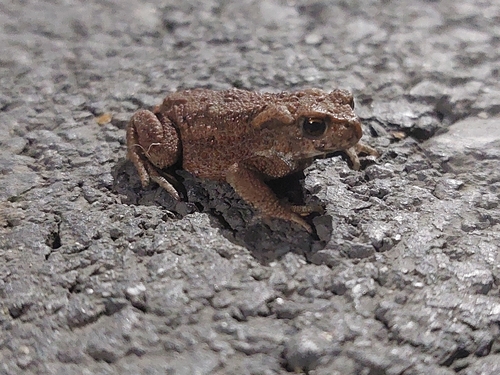 European Toad