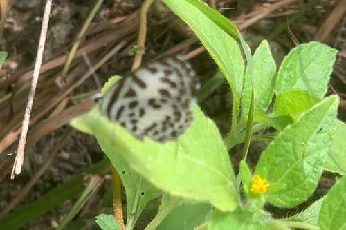 Common Pierrot