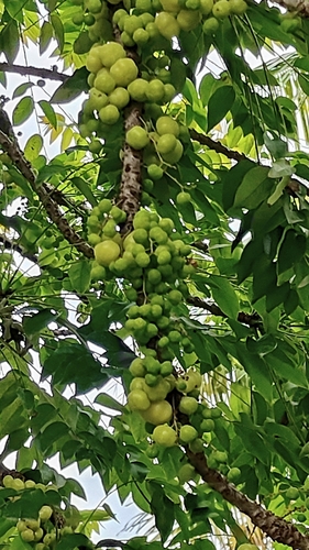 Phyllanthus acidus observed 2026-08-29