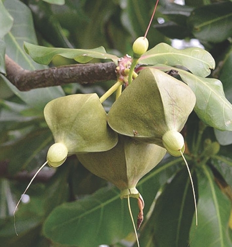 Fish Poison Tree