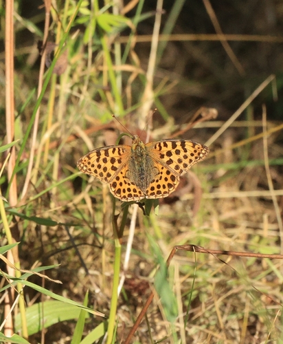 Queen of Spain Fritillary