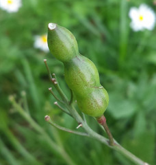 Raphanus raphanistrum landra