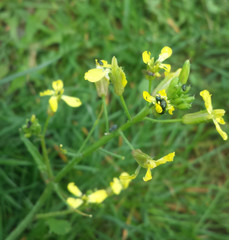 Raphanus raphanistrum landra