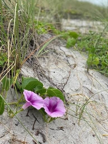 Beach Morning Glory