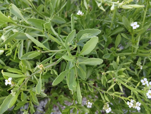 Cakile lanceolata, photograph 5
