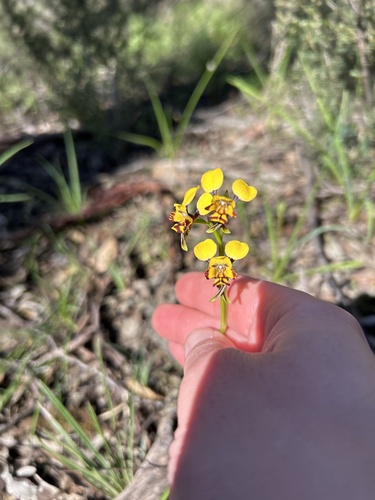 Leopard Orchid