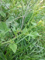 Raphanus raphanistrum landra