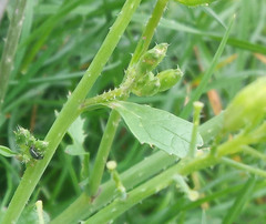 Raphanus raphanistrum landra