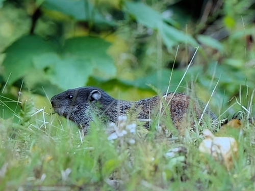 Groundhog