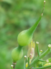 Raphanus raphanistrum landra