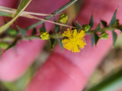 Acacia amblygona observed 2026-08-29