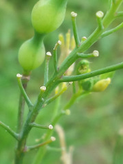 Raphanus raphanistrum landra