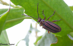 Disonycha bicarinata