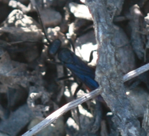 Hymenoptera