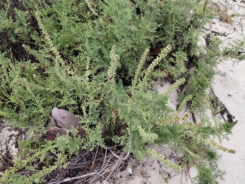 Ambrosia hispida, photograph 3