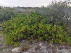 Scaevola plumieri