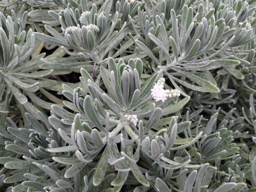 Tournefortia gnaphalodes, photograph 5