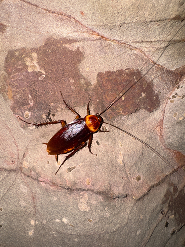 American Cockroach