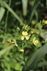 Raphanus raphanistrum landra