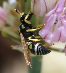 Stenodynerus anormis