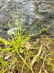 Carex gracillima