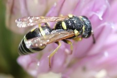 Stenodynerus anormis