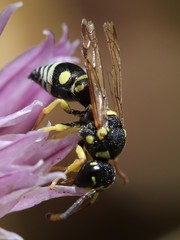 Stenodynerus anormis