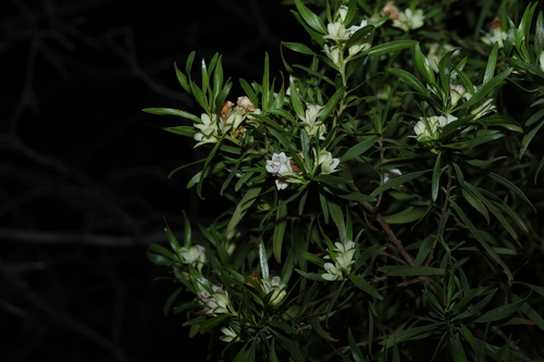 Eremophila mitchellii, photograph 4
