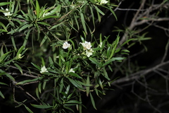 (c) Greg Tasney, some rights reserved (CC BY-SA) Eremophila mitchellii, photograph (c) Greg Tasney, some rights reserved (CC BY-SA)