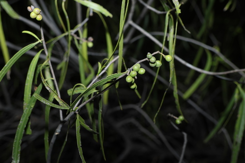 Geijera parviflora, photograph 3
