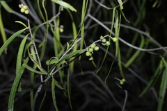 Geijera parviflora, photograph (c) Greg Tasney, some rights reserved (CC BY-SA)
