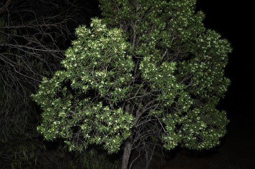 Eremophila mitchellii, photograph 5