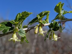 Ribes oxyacanthoides