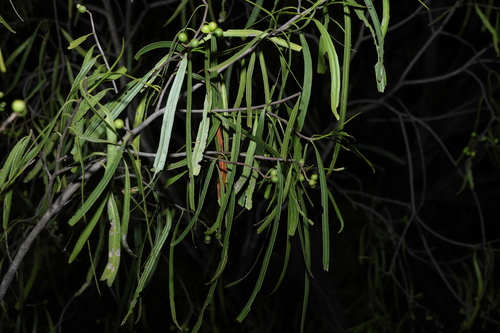 Geijera parviflora, photograph 4
