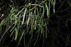 Geijera parviflora, photograph (c) Greg Tasney, some rights reserved (CC BY-SA)