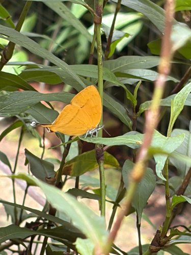 Common Yamfly