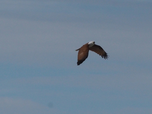 Brahminy Kite