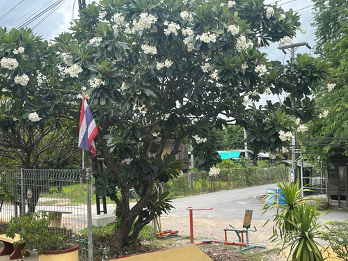 Singapore graveyard flower
