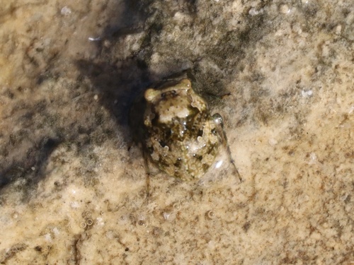 Gelastocoris rotundatus