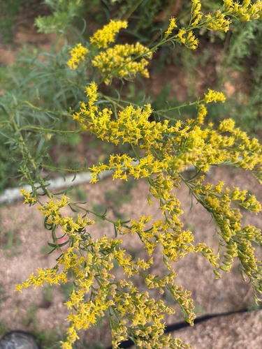 Solidago pinetorum, photograph 2